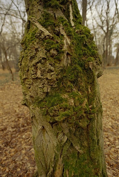 CONVERTED WITH PHOEBUS BY POST-FX