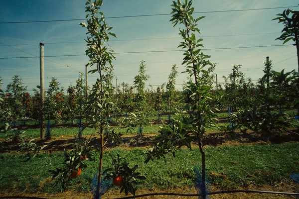 CONVERTED WITH PHOEBUS BY POST-FX