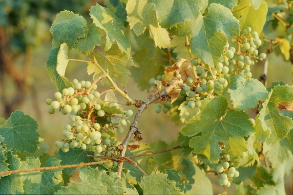 CONVERTED WITH PHOEBUS BY POST-FX