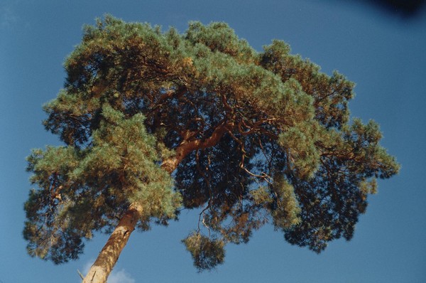 CONVERTED WITH PHOEBUS BY POST-FX