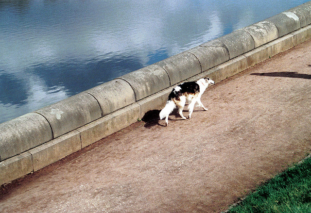 hund am völkerschlachtdenkmal in leipzig (april 2008)