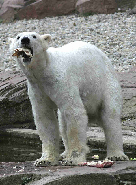 Eisbär im NÃ¼rnberger Zoo (März 2007)