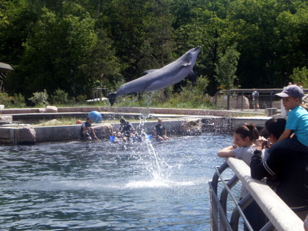 delfin