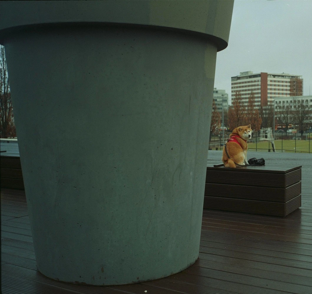 neben einem riesigen blumentopf eine bank, darauf ein hundi mit treuem blick in die kamera, im hintergrund stadt