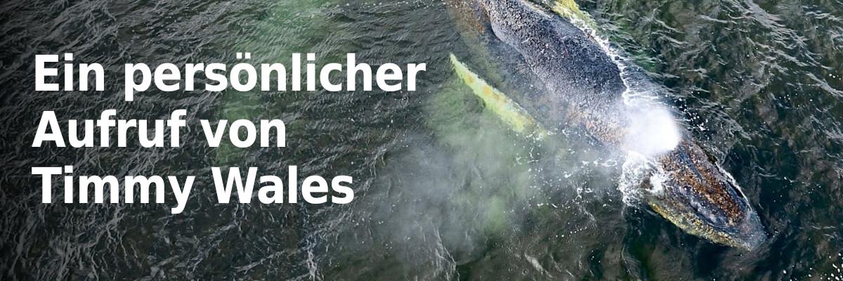 Banner mit Wal „Timmy“ und daneben „Ein persönlicher Aufruf von Timmy Wales“