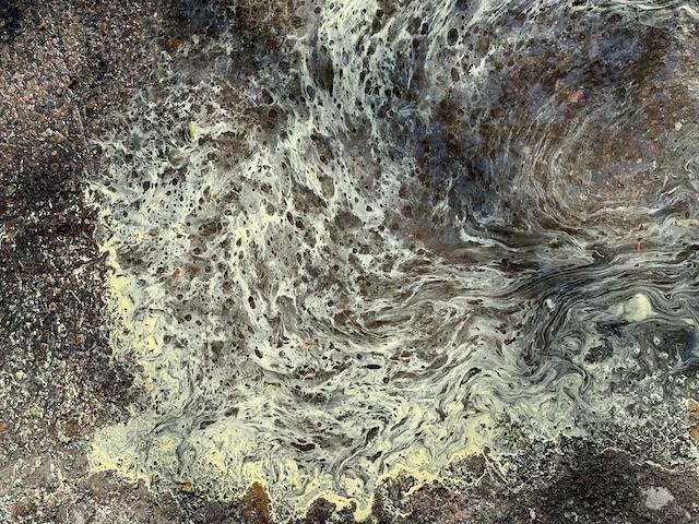 Yellow pollen on a puddle.