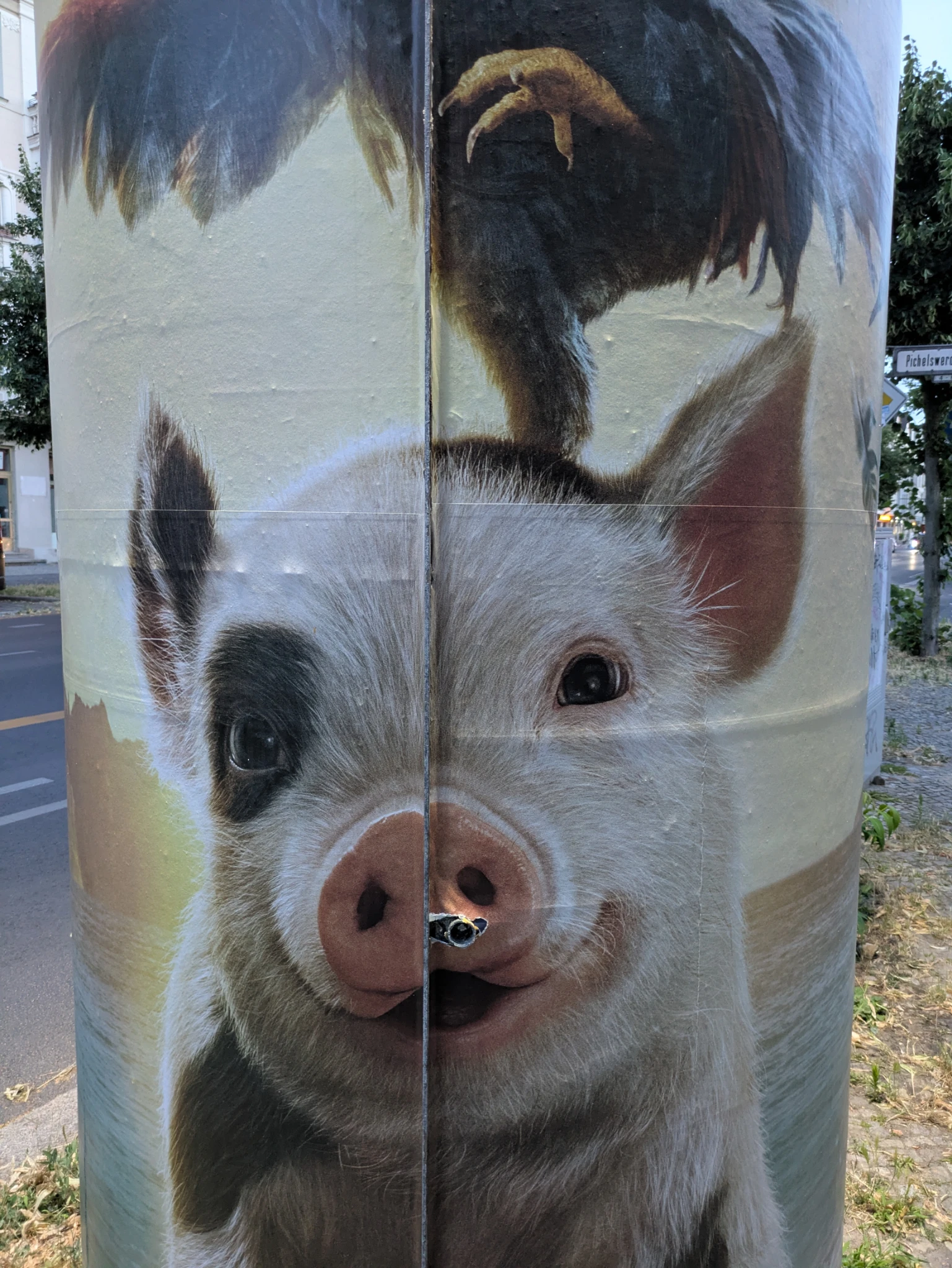 ein plakat an einer litfaßsäule, ein kleines schwein guckt uns an, darauf sitzt ein hahn, an der schweinenase das vierkantschlüsselloch der tür der Litfaßsäule 