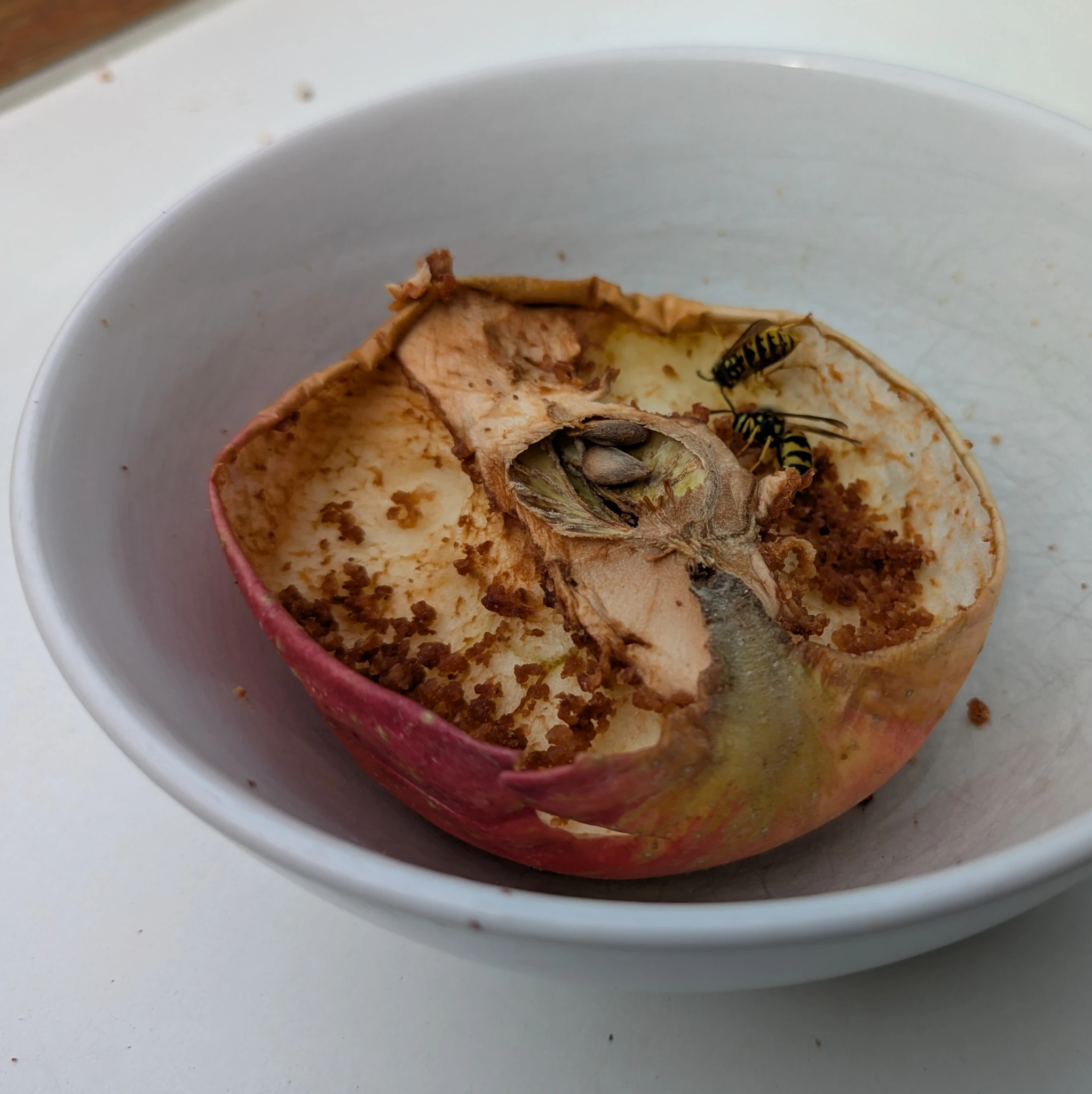 der gleiche apfel, schon ausgehölt, mit krümeligen orangenen Rückständen, die wespen sind weiterhin eifrig dabei