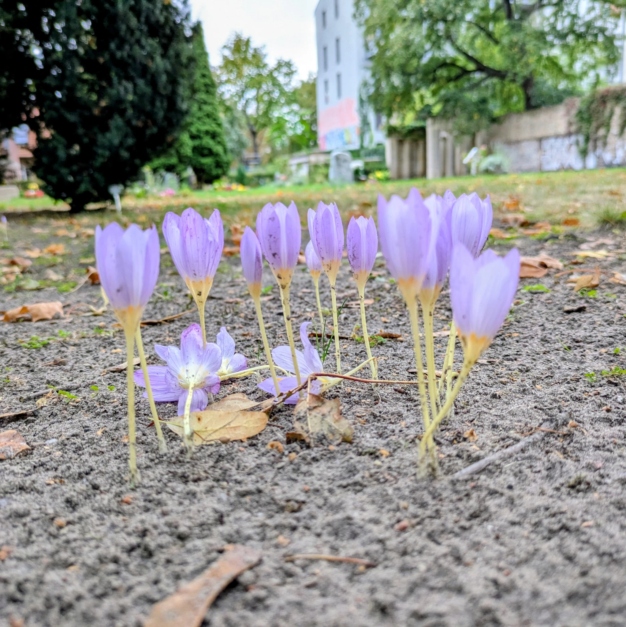 lila blühende krokusse auf märkischem sand im Hintergrund stadtraum