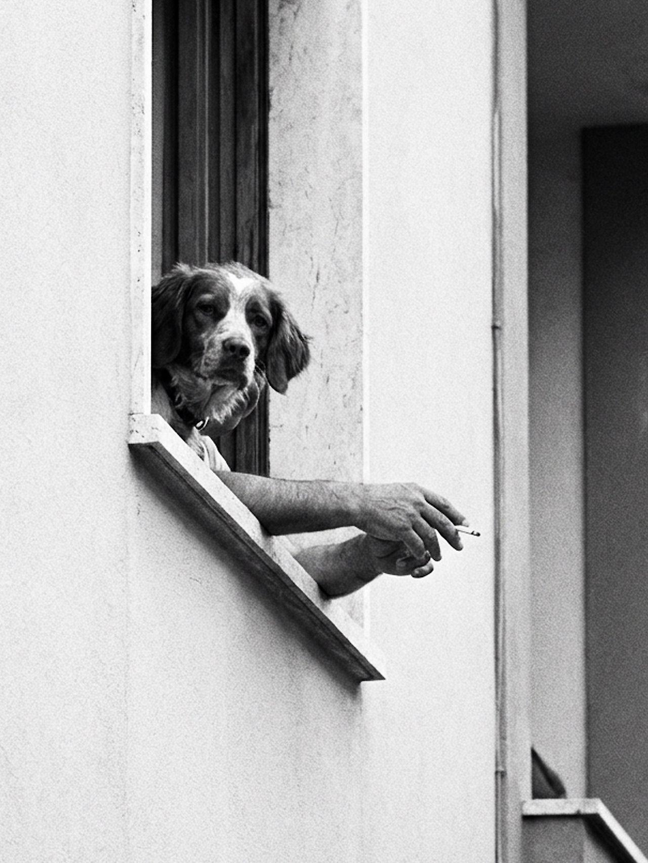 Human hands holding a cigarette out of a window with a dog's head looking down at the camera. It looks like a dog hanging out of a window, smoking.