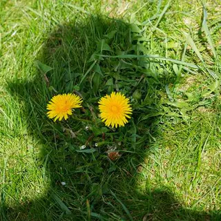 lichtlauschen