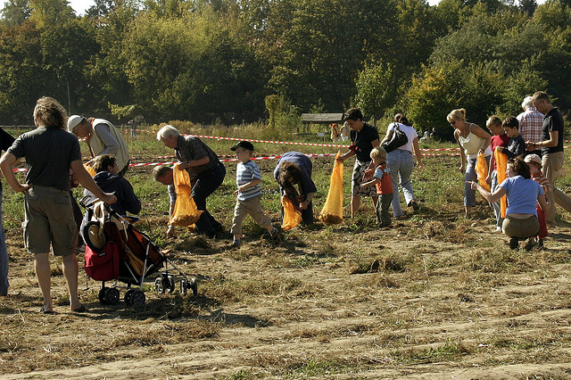 kartoffelernte in der domäne dahlem (september 2006)