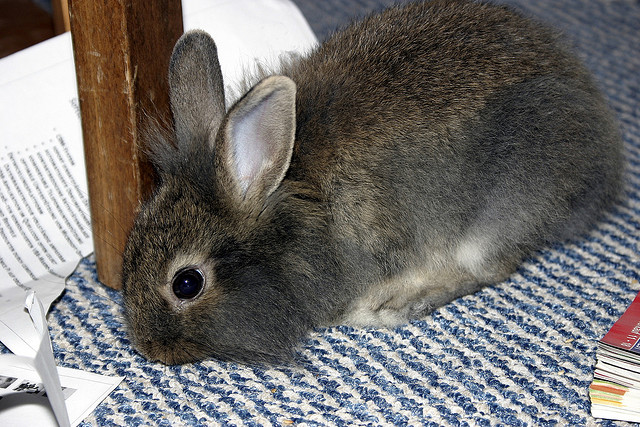 mr. rabbit strikes back (oktober 2006)