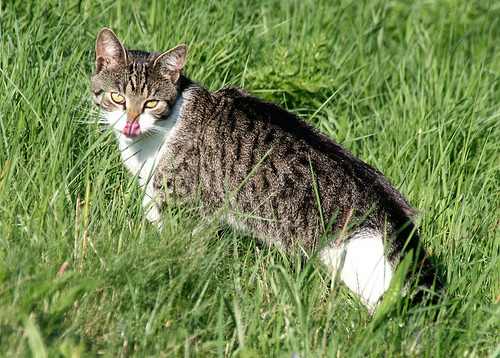 katze