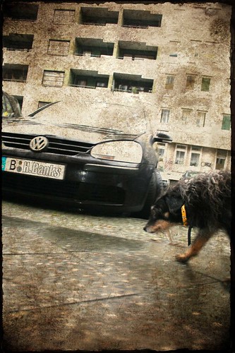 Dog-passing-By