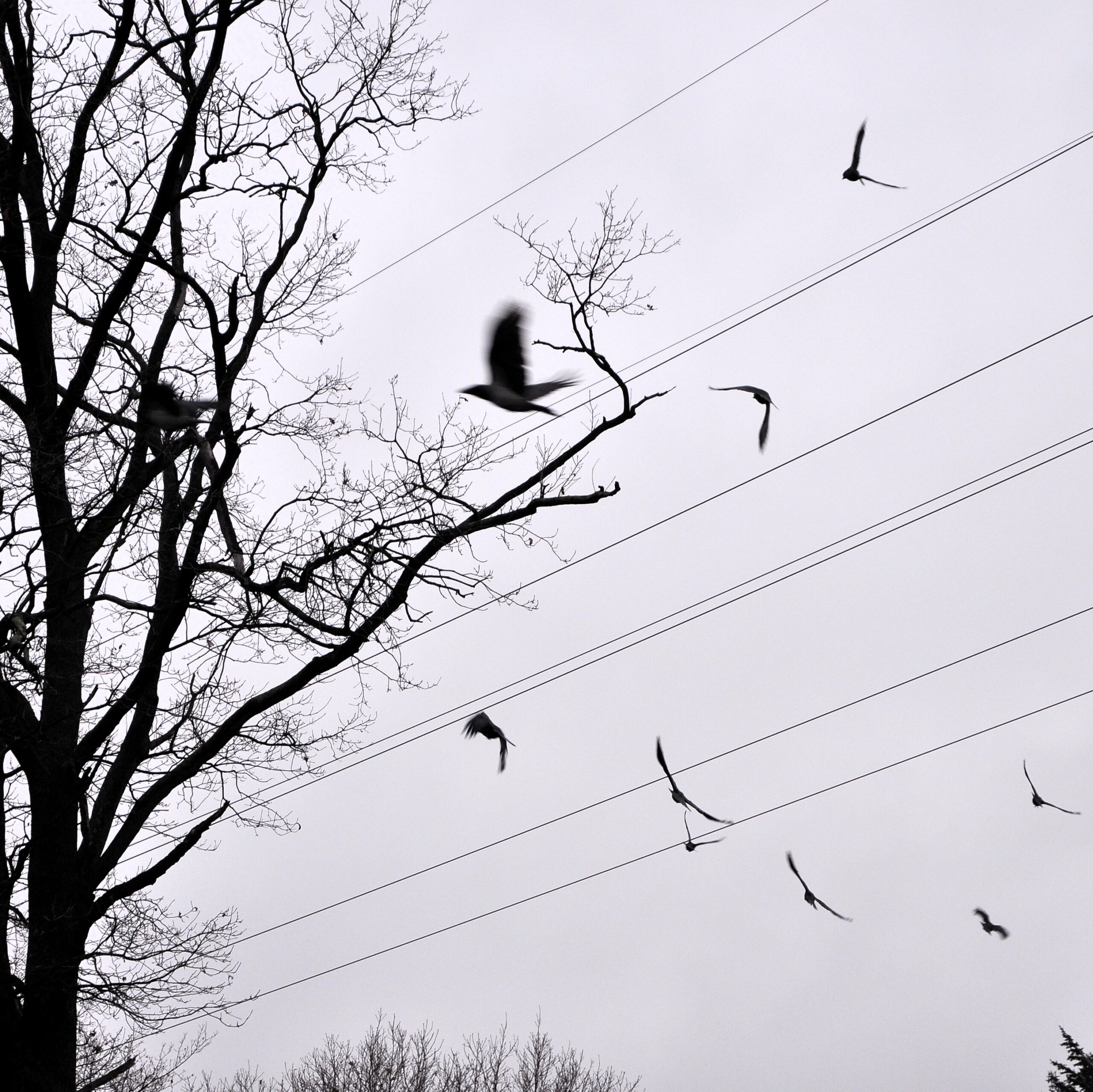 mehr Vögel, mehr Struktur