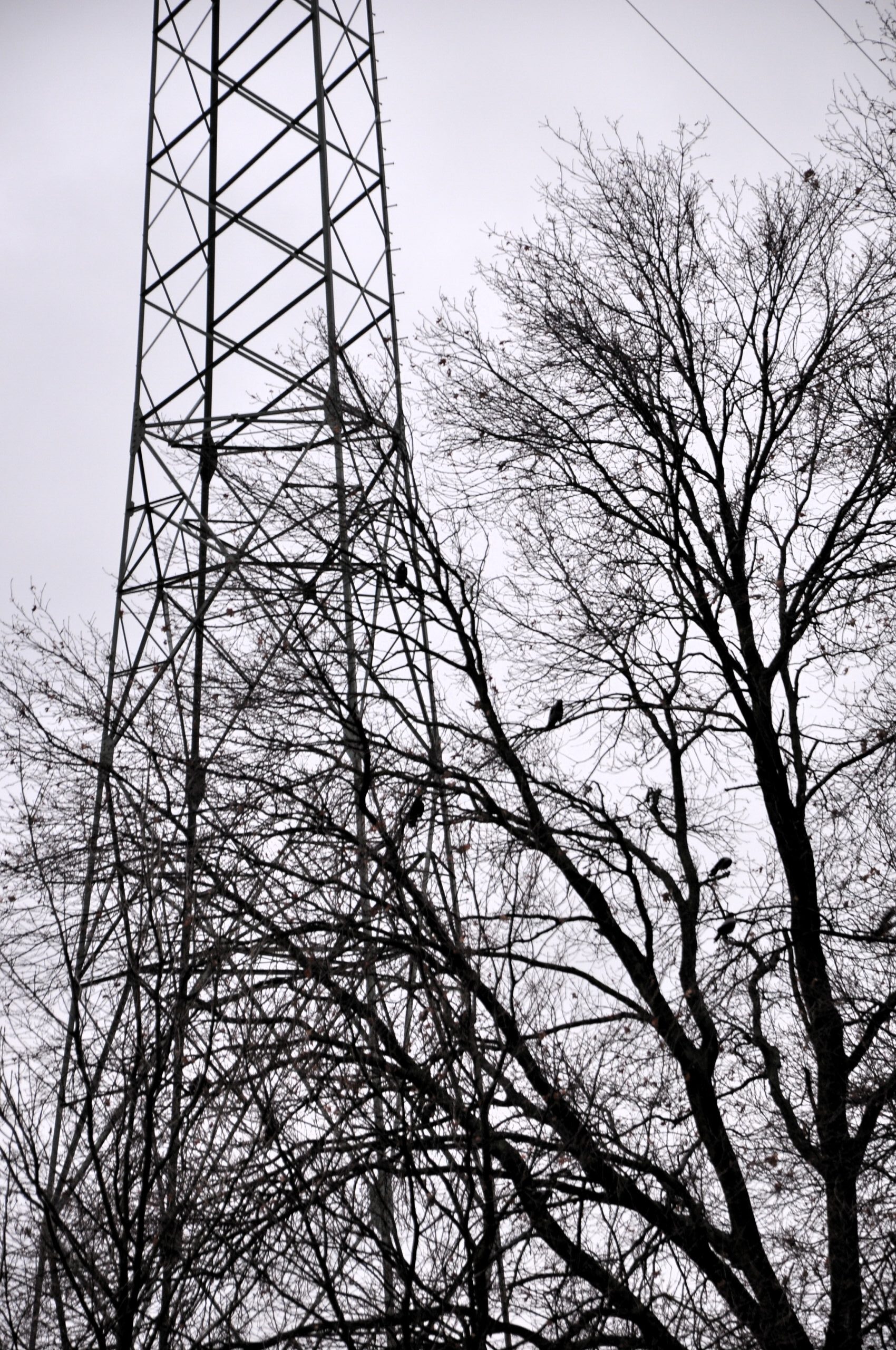Baum, Vögel, Struktur